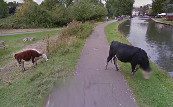Google Street View protegge l'anonimato di tutti... anche delle mucche