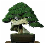 Hobby Bonsai